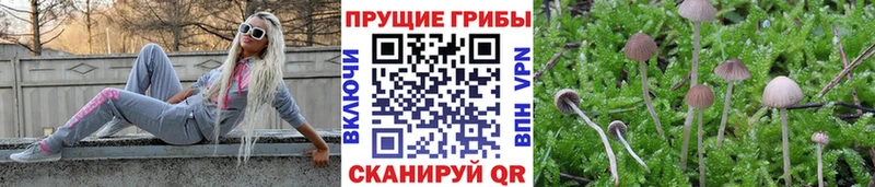 Галлюциногенные грибы Psilocybe  Кувшиново 